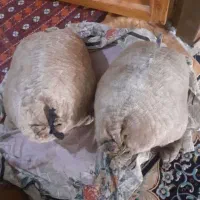 روغن خش م خیگی کیلو ۸۰۰