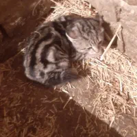 گربه خوب|گربه|اردبیل, |دیوار