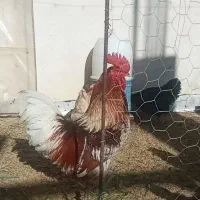 فروش خروس لوهمن اصیل