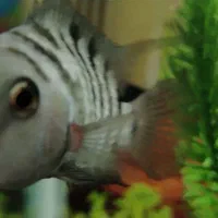 سیچیلاد گوره خری مولد نر کشیده معاوضه با...|ماهی|ماهدشت, |دیوار