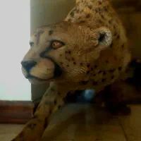 مجسمه یوز پلنگ الابستر سایز واقعی