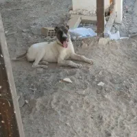 سگ ماده سرابی