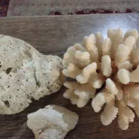 مرجان دریایی اصل و خاص