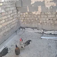 خروس|حیوانات مزرعه|قم, بیست متری ولیعصر|دیوار