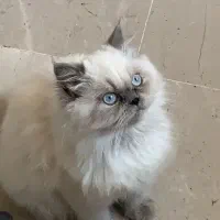 گربه پرشین ماده