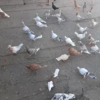 مغلف خطی|پرنده|اقبالیه, |دیوار
