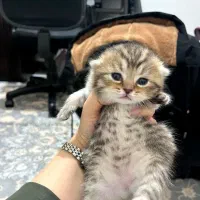 گربه بریتیش|گربه|کرمانشاه, |دیوار