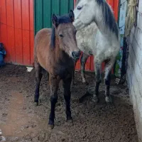 مادیان چابک سالم بافنوتیپ عالی باکره نریان سرحال