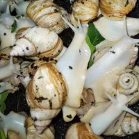 حلزون آچاتینا افریقایی البینو