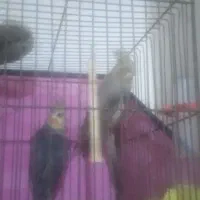 یک جفت عروس هلندی و یک جفت کوتوله