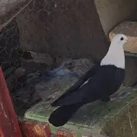 یال سبز افشون