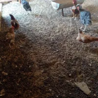 کود گوسفندی