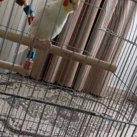 عروس هلندی با قعس