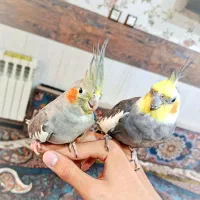 یک جفت عروس هلندی