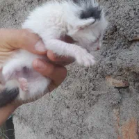 ۴تا بچه گربه نازودوس داشتنی