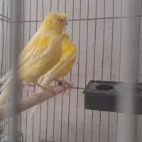 جفت قناری کاکلی زرد|پرنده|فولادشهر, باغشاد|دیوار