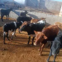 گوساله نر محلی|حیوانات مزرعه|کوهدشت, |دیوار