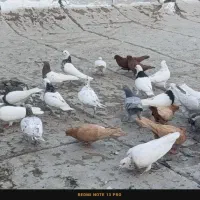 تیپ 35تایی|پرنده|کنگاور, |دیوار