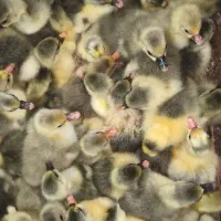 جوجه غاز درجه یک|حیوانات مزرعه|قائم‌شهر, |دیوار