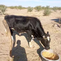 جلب یک ساله بفروش میرسد