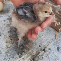 جوجه برهما اصیل غول‌پیکر سالم و سرحال