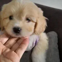 واگذاری توله های پامرین|سگ|فردیس, فردیس|دیوار