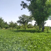 سبزی و میوه فروشی شجاعی|فعالیت داوطلبانه|بناب, |دیوار