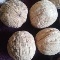 فروش گردو