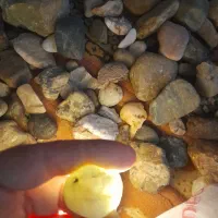 بهترین سنگهای نایاب|کلکسیون اشیاء عتیقه|اهر, |دیوار