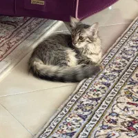 واکذاری گربه|گربه|اصفهان, مهدی آباد|دیوار