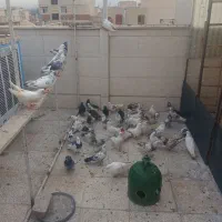 کبوتر