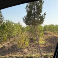 باغ بادام ۵ ساله با مجوز گلخانه|فروش زمین و ملک کلنگی|تهران, نازیآباد|دیوار