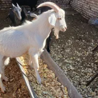 نر بز|حیوانات مزرعه|رفسنجان, |دیوار