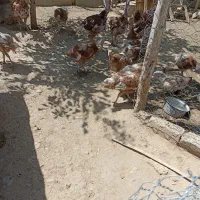 بوقلمون سالم وسرحال|حیوانات مزرعه|اصفهان, تیران|دیوار