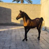 اسب دره شوری مادیان