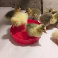 خروس مرغ جوجه اردک و نیمچه بوقلمون غاز