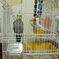 عروس هلندی