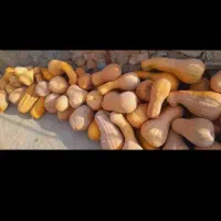 کدوشیرین روستای بیار