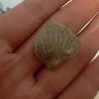 دوعدد فسیل بسیار قدیمی وزیبا|کلکسیون اشیاء عتیقه|همدان, |دیوار