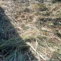 فروش ۱۸۰متر زمین با پروانه ساخت