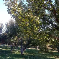 هرس زنی درخت سیب|خدمات باغبانی و درختکاری|میاندوآب, |دیوار