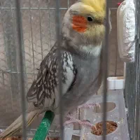 عروس هلندی شیطون تخم گذار|پرنده|طسوج, |دیوار