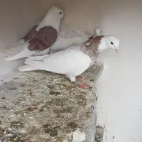 چنتا پرشتی|پرنده|خرمآباد, |دیوار