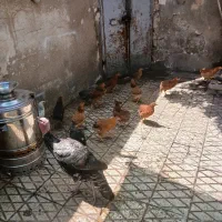 مرغ|حیوانات مزرعه|تهران, جیحون|دیوار