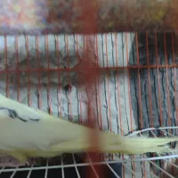 عروس هلندی آلبینو مهر.. لوتینو تک خال زعفرونی ماده|پرنده|تایباد, |دیوار