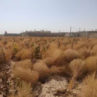 جارو قیمت مناسب و امسالی|لوازم نظافت|نیشابور, بنیاد شهید|دیوار