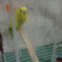 فروش مرغ عشق