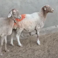 میش داشتی|حیوانات مزرعه|کاشمر, |دیوار