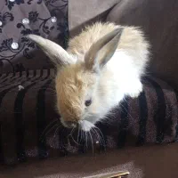 بچه خرگوش لوپ معاوضه با بچه غاز