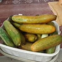 خیار محلی